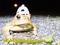 /home//u458753944/public_html/sourcegallery///////////////Roxborough Toad Detour/2020/2020-04-13/93839086_10222313862664381_4661621039082504192_n.jpg